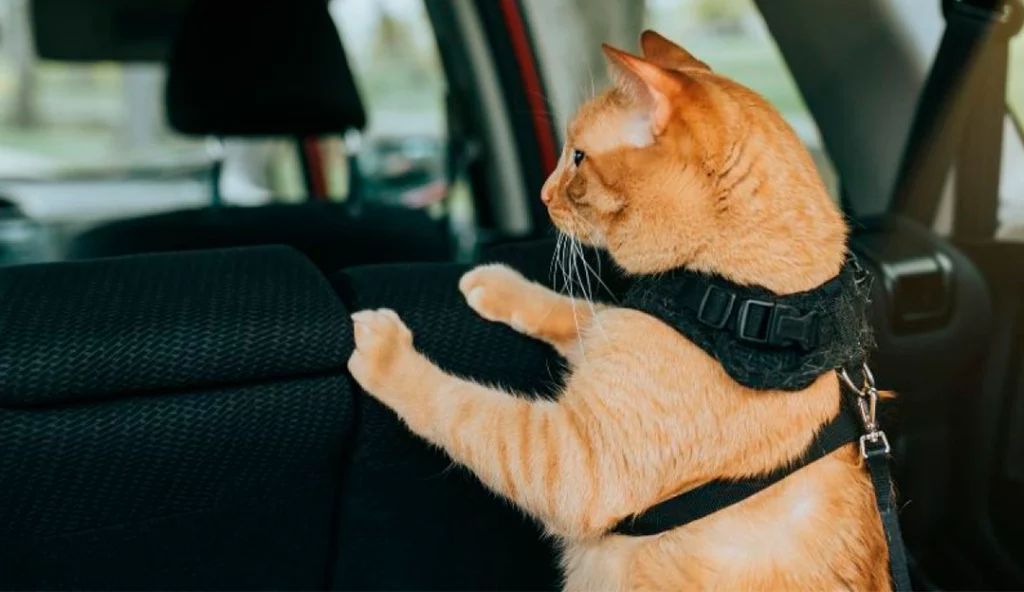 Mascota con arnés de paseo en auto
