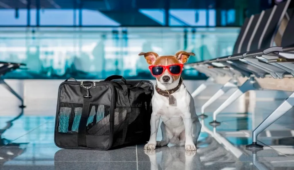 Perrito aeropuerto